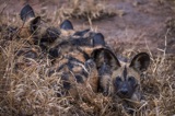 Serondella - Wild Dog pups Serondella - Wild Dog pups